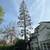 TITLE: 🌳 TREE TRIMMING & REMOVAL – FREE ESTIMATES 🌳 BODY: Professi 5 thumbnail