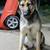 Beautiful German shepherd looking for home 1 thumbnail