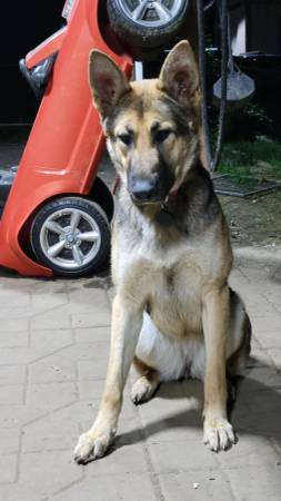 Beautiful German shepherd looking for home 1