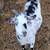 7 nigerian dwarf goats 2 thumbnail
