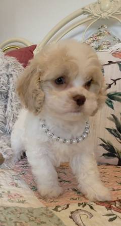 Cavapoo male - $1,000 (Moxahala)436502285590865920