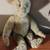 Antique STEIFF BEARS BLANK BUTTON 6 thumbnail
