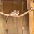 Birds 7 thumbnail