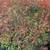 Heavenly Bamboo 4 thumbnail