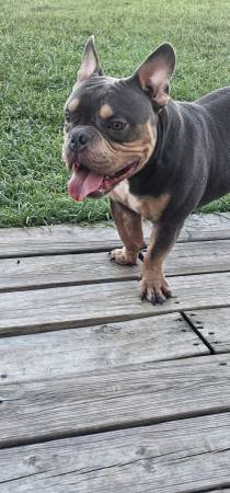 Puppy63859316807169123