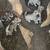 Husky puppy girls 1 thumbnail