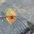 Mathews Ultra-Max Compound Bow 29” draw length, arrows, broadheads 6 thumbnail