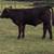 Replacement heifers!!!! 9 thumbnail