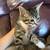 Female Kitten 4 thumbnail