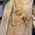 Figured Maple with Silver Leaf 3 thumbnail