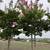 36" Box Lagerstroemia 'Muskogee' Muskogee Crape Myrtle 1 thumbnail