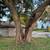 Tree Service 7 thumbnail