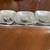 Pottery barn, condiment serving tray 4 thumbnail