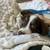 Australian shepherd puppy 4 thumbnail