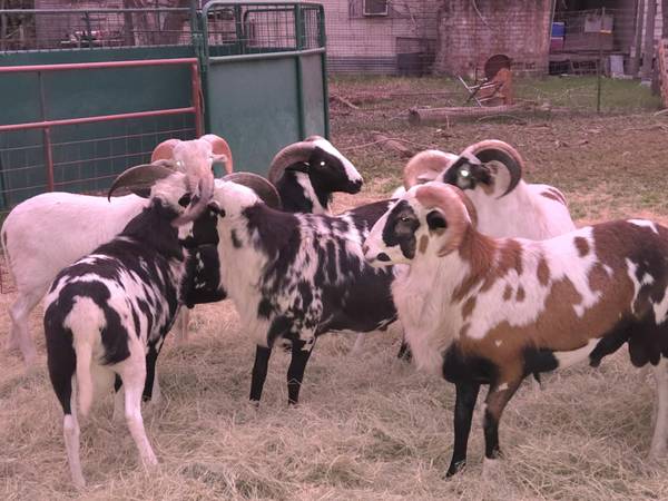 Painted Desert ram lambs 1