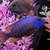 African cichlids, blue ,OB PEACOCKS 4 thumbnail