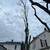 🌳🌲🏡Tree Service,Tree Removal,Stump Grinding,Tree Trimming 8 thumbnail