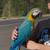 Macaw 2 thumbnail