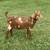 Dapple boer goats 9 thumbnail