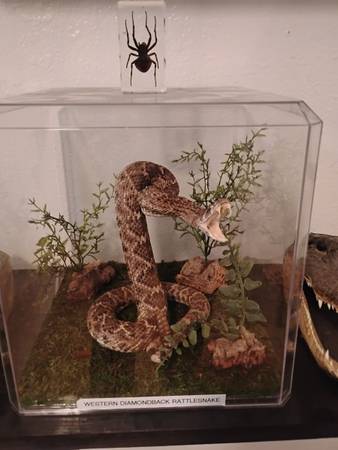 Western diamond rattlesnake full mount taxidermy 1