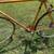 Schwinn Le Tour 2 4 thumbnail