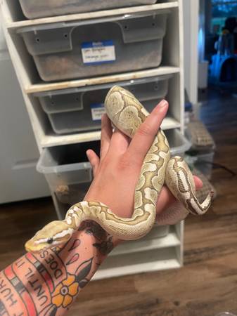 Ball pythons 1