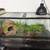 leopard gecko 2 thumbnail