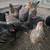 Chickens 1 thumbnail