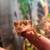 Crested gecko 2 thumbnail