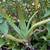 10+ assorted size aloe vera 1 thumbnail