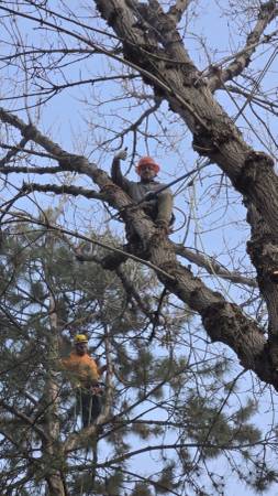 Affordable tree care 1