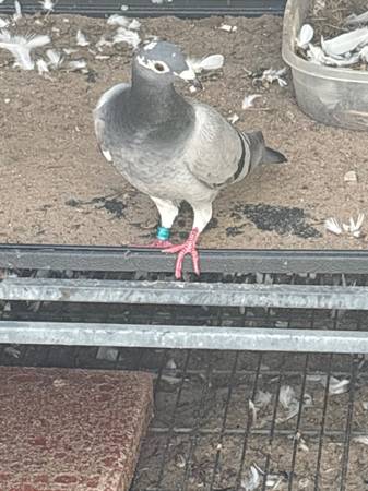 Pigeons 1