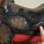 Vintage Blazon "War Cloud" Spring Rocking Horse from 1971 14 thumbnail