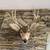 Mule Deer Head Mount 1 thumbnail