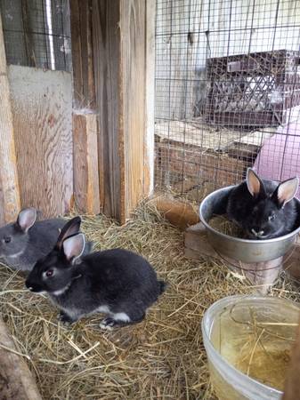 Silver martins rabbits 1