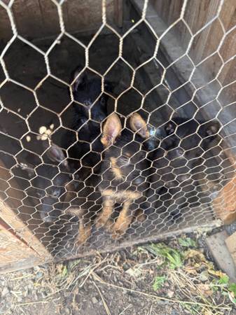 Need a home 1