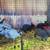 Pure breed New Zealand Rabbits 2 thumbnail