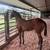 AQHA colt horse 5 thumbnail