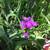 Plant Sale Sat 23 August 10:00 am to  1:00 pm 1 thumbnail