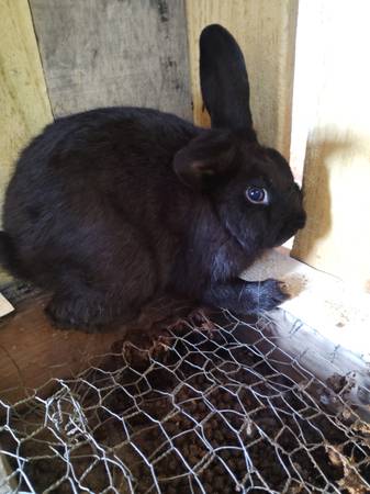 Rabbit 1