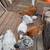 pullets, chickens, laying hens & roosters 1 thumbnail