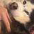 Siberian huskey 7 thumbnail