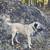 Great Pyrenees and Turkish Kangal 4 thumbnail