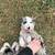 Australian Shepards 5 thumbnail