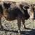 Cattle - Bull 1 thumbnail