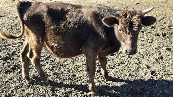 Cattle - Bull 1