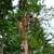 Need a Tree Removed? Professional Tree Cutting at Honest Prices 9 thumbnail