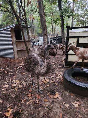 EMU Trio 1