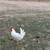 Laying hens and roosters 3 thumbnail