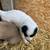 Pyrenees, Border Collie X Pups for Sale 4 thumbnail